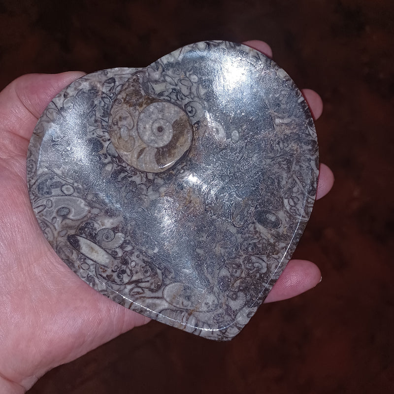 Fossil Plate