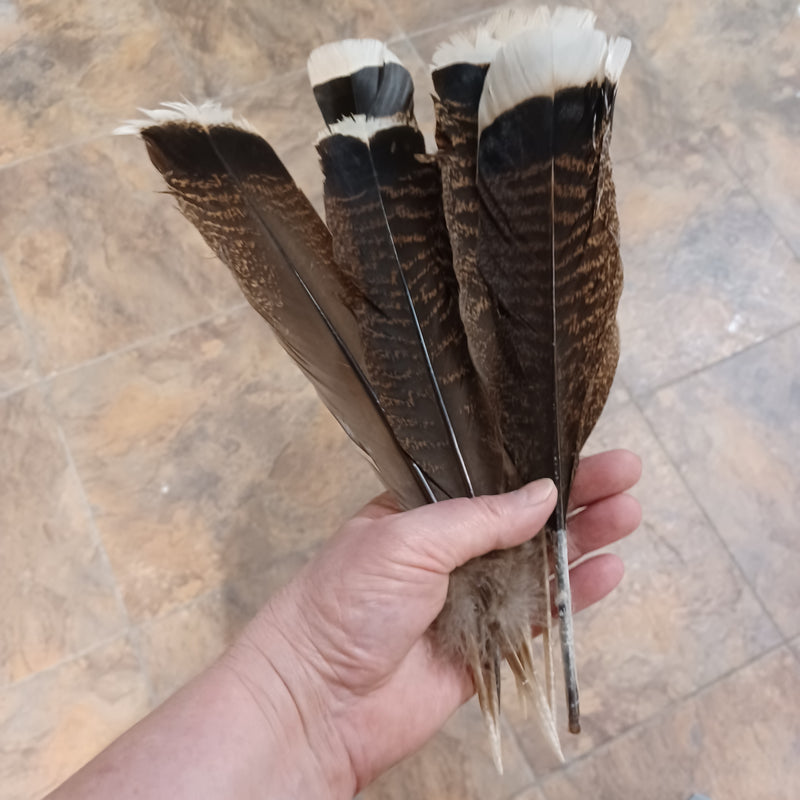 Smudging Feather