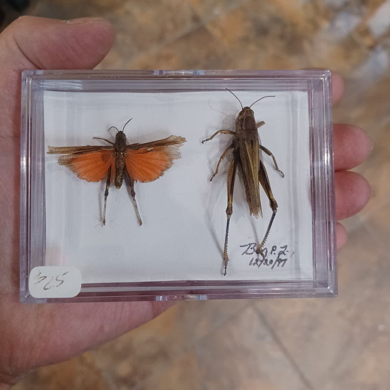 Real Bugs