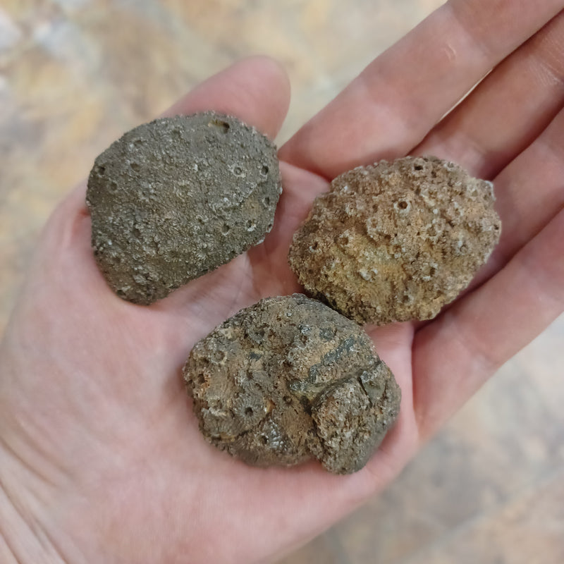 Fossil Coral