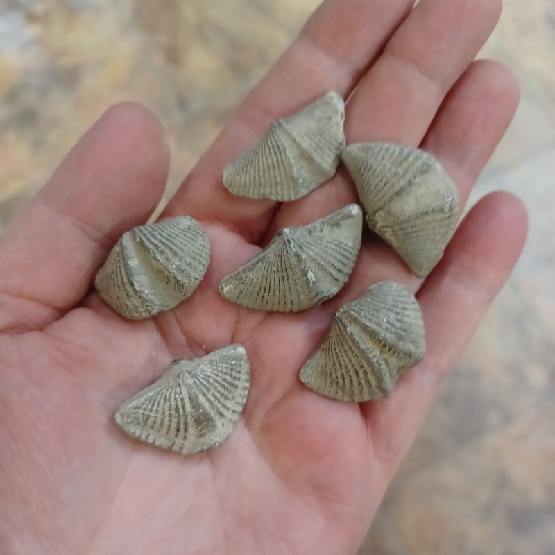 Brachiopod