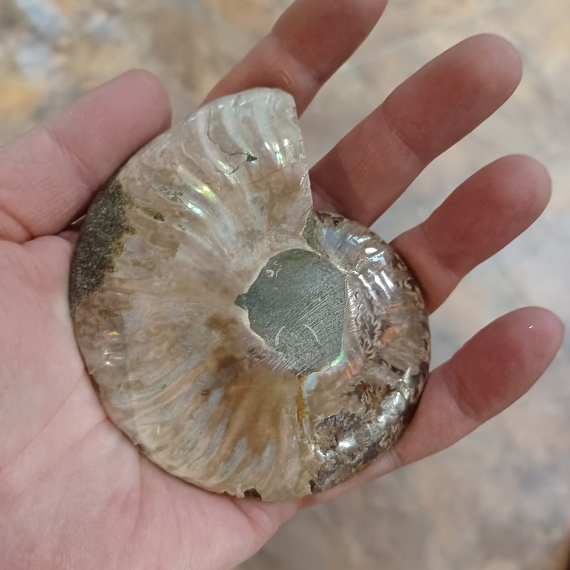 Ammonite