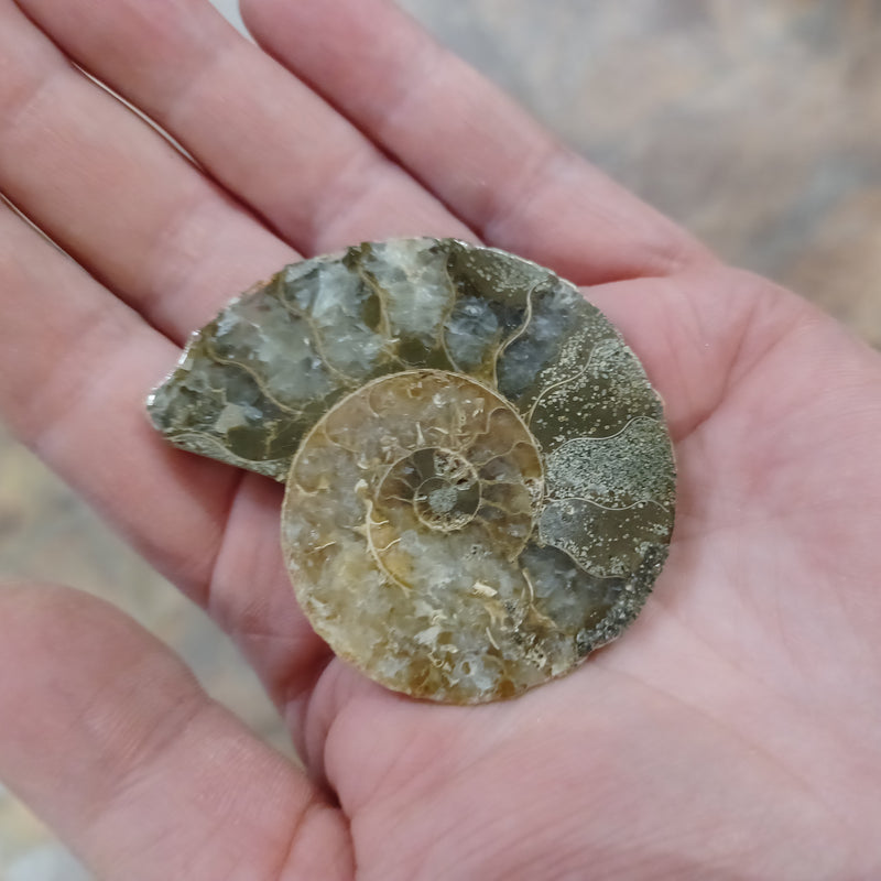 Ammonite