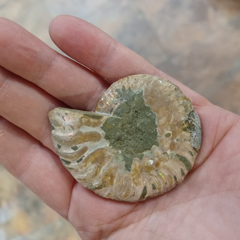 Ammonite