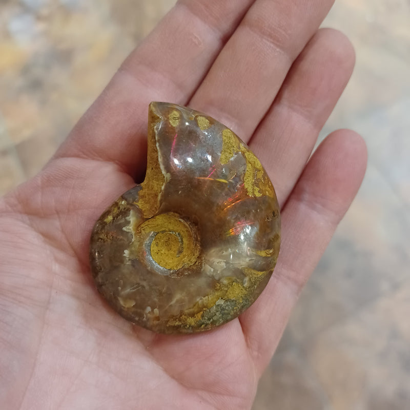 Ammonite