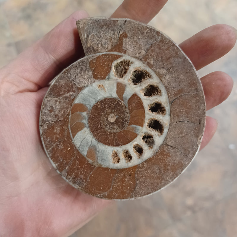 Triassic Ammonite