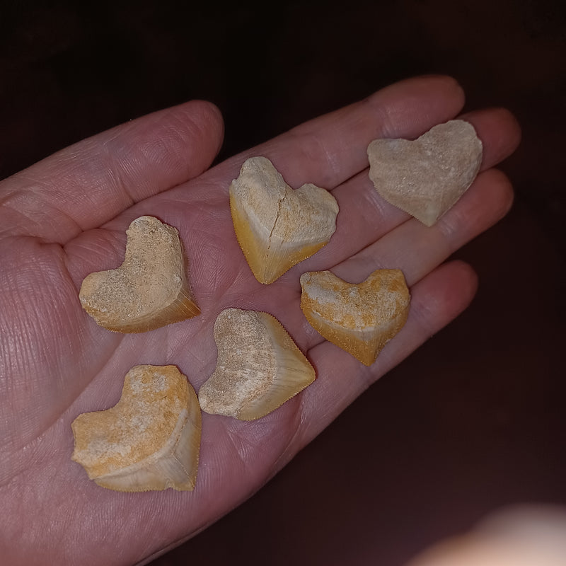 Fossil Shark Tooth