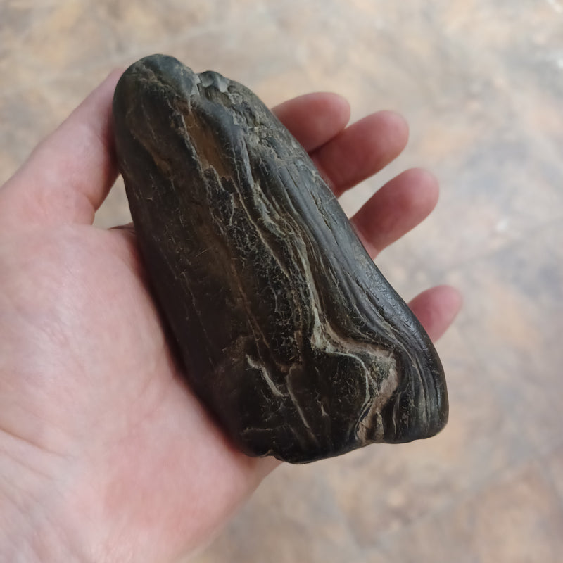 Petrified Wood