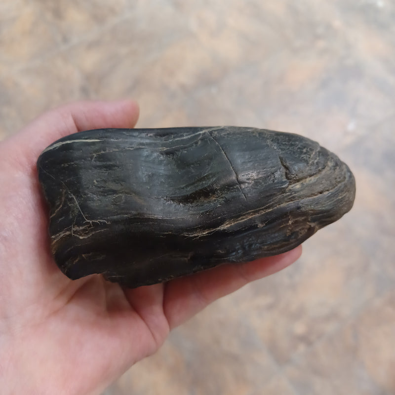 Petrified Wood