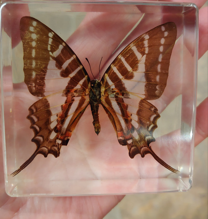 Real Buttuerfly in Resin