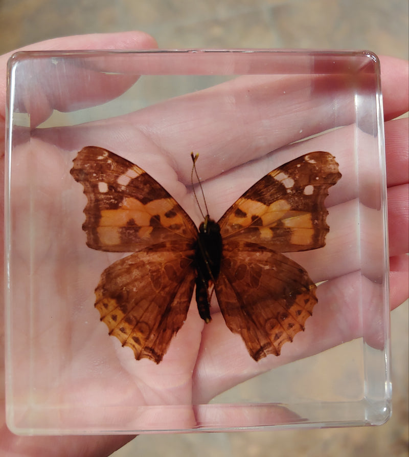 Real Butterfly in Resin