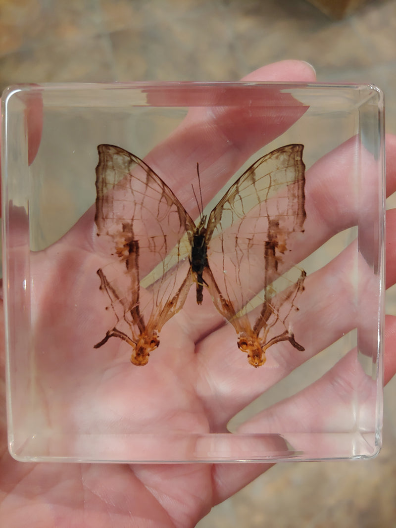 Real Butterfly in Resin