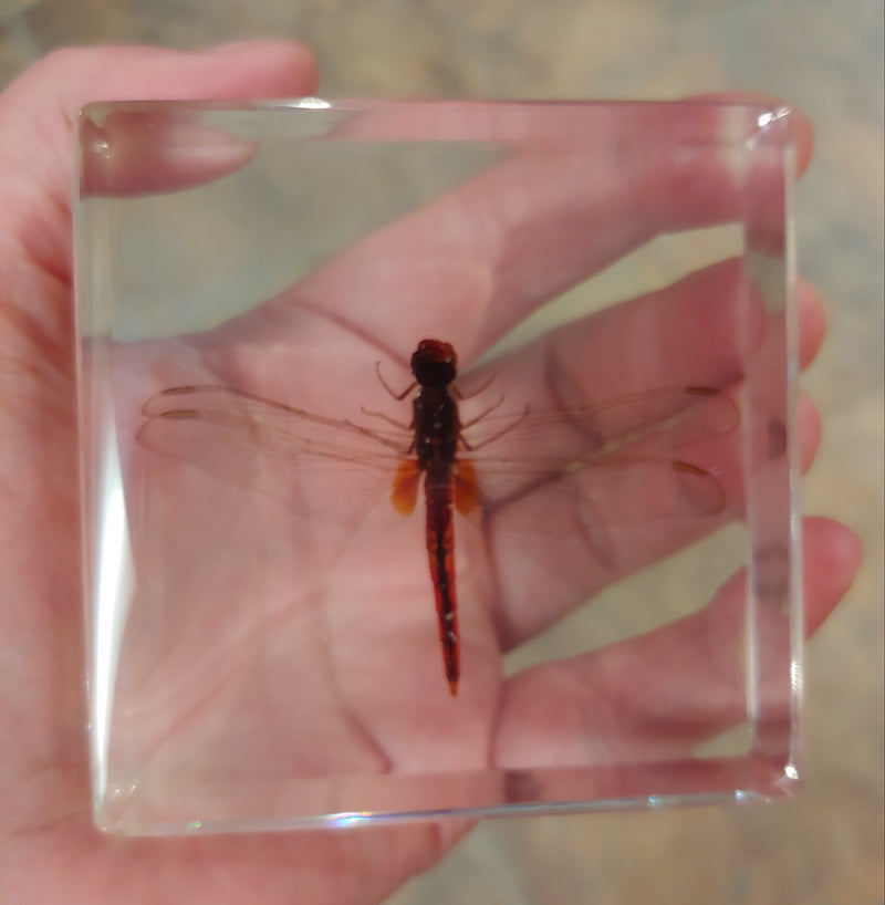Real Dragonfly in Resin