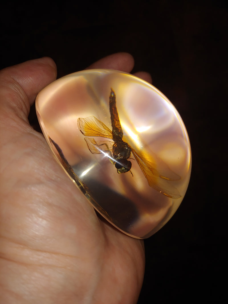Dragonfly in Resin Dome