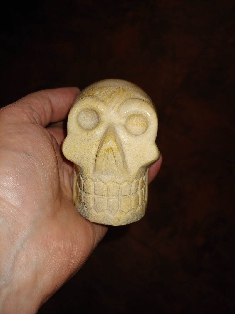 Agatized Coral Skull