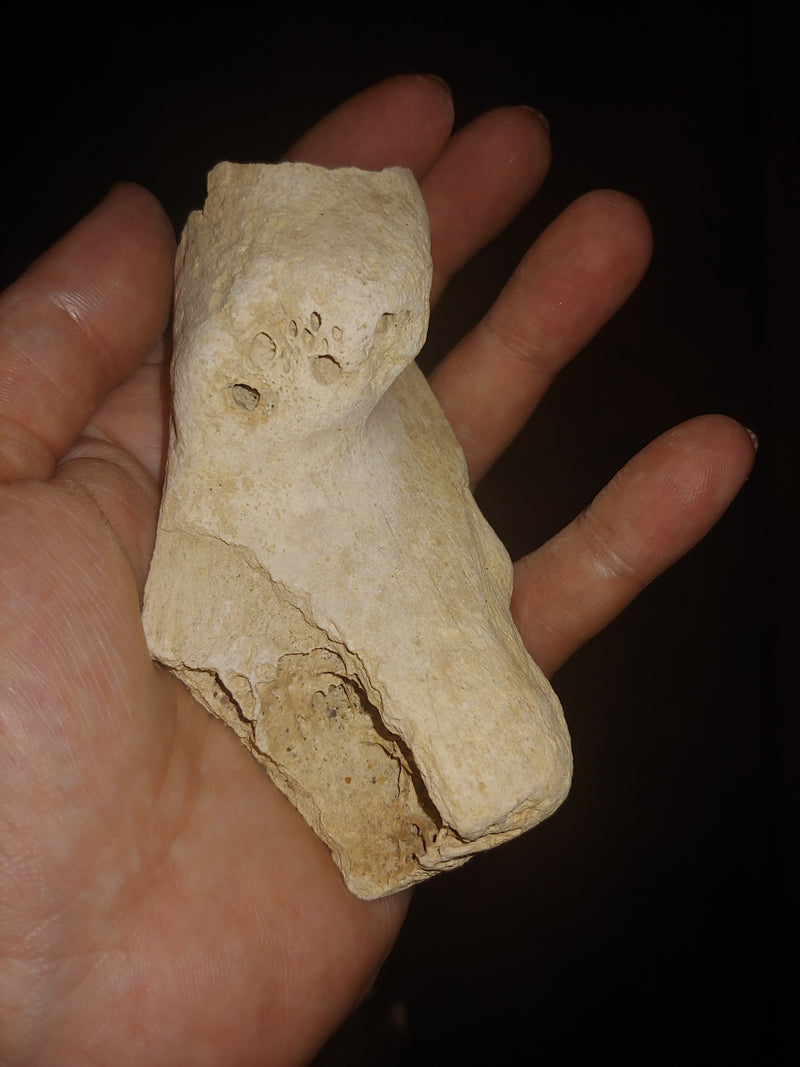 Ice Age Mammal Bone