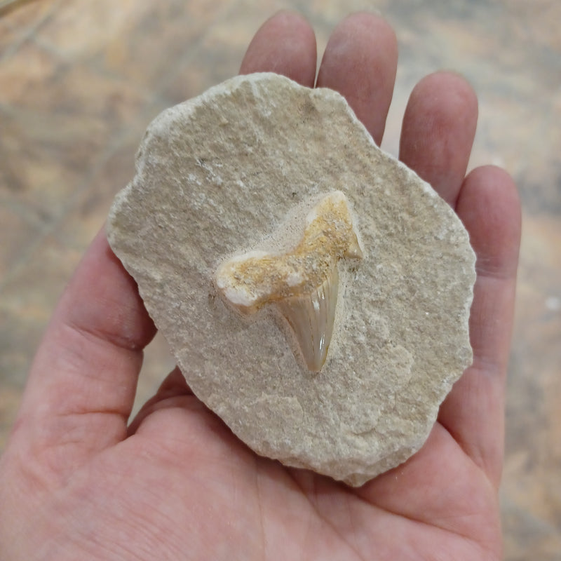 Mackerel Shark Tooth Fossil