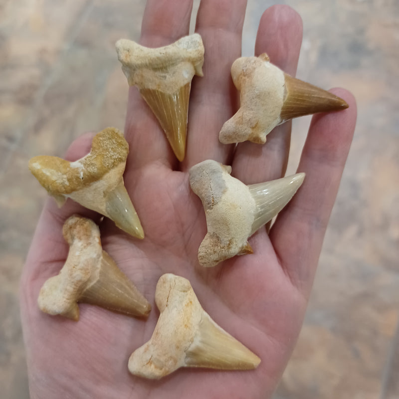 Fossil Shark Teeth